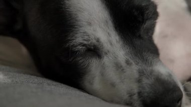 Siyah beyaz bir Jack Russell Terrier 'ın, rahat yüzünü ve rahat bir yuva ortamında yumuşak kürkünü vurgulayarak, bir kanepede huzur içinde uyuduğu bir yakın plan.