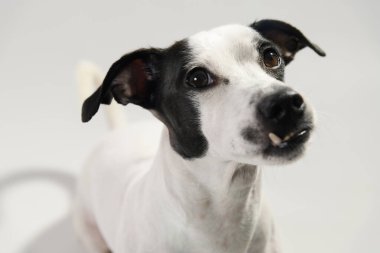 Beyaz arka planda siyah beyaz bir erkek olan Jack Russell Terrier 'ın yakın plan fotoğrafı, yukarıdan çekilmiş, anlamlı yüzüne odaklanmış.