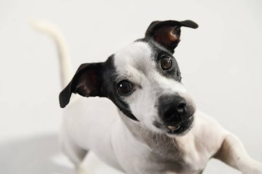 Beyaz arka planda siyah beyaz bir erkek olan Jack Russell Terrier 'ın yakın plan fotoğrafı, yukarıdan çekilmiş, anlamlı yüzüne odaklanmış.