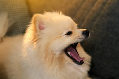 Kanepede oturan ve esneyen erkek bir Pomeranya köpeğinin yakın plan fotoğrafı.