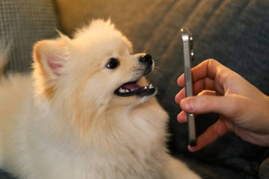 Bir erkek Pomeranian köpeğinin yakından çekilmiş fotoğrafı akıllı telefon ekranına bakıyor ve sevimli ve ilginç ifadesini gösteriyor.