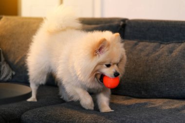 Kanepede oturan erkek bir Pomeranian köpeğinin resmi. Ağzında turuncu bir top, oyuncu ve tapılası doğasını sergiliyor.