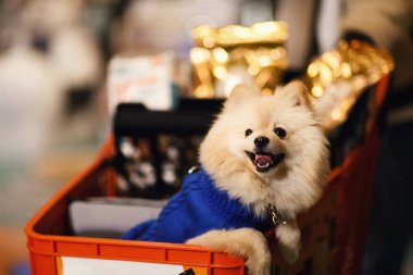 Bir evcil hayvan dükkanında alışveriş arabasında mutlu bir şekilde oturan, mavi bir kazak giyen, alışveriş macerasına hazır sevimli bir erkek Pomeranya köpeği..