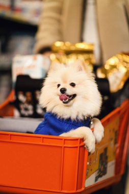 Bir evcil hayvan dükkanında alışveriş arabasında mutlu bir şekilde oturan, mavi bir kazak giyen, alışveriş macerasına hazır sevimli bir erkek Pomeranya köpeği..