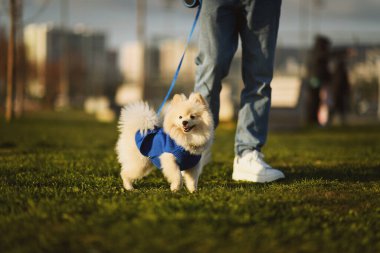 Erkek bir Pomeranian köpeği sahibi ile parkta yürüyor, mavi bir kazak giyiyor, güneşli bir günün tadını çıkarıyor.