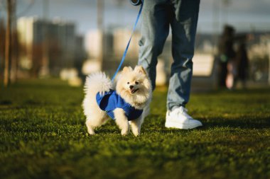 A male Pomeranian dog walking in the park with his owner, wearing a blue sweater, enjoying a sunny day out together clipart