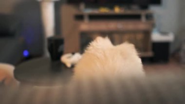 Pomeranian erkek bir köpeğin evdeki kanepede oturup kameraya tuhaf bir şekilde baktığı, tapılası ve meraklı doğasını yakaladığı bir video..