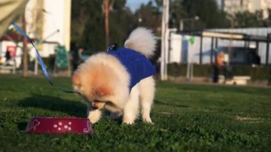 Mavi kazaklı bir erkek Pomeranya köpeği parktaki çimlerin üzerinde yemek yerken sahibine bakıp yemeğinin tadını çıkarıyor.