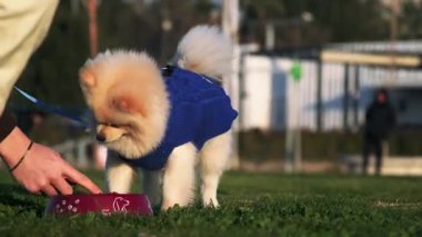 Mavi kazaklı bir erkek Pomeranya köpeği parktaki çimlerin üzerinde yemek yerken sahibine bakıp yemeğinin tadını çıkarıyor.