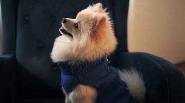 Mavi bir süveter giymiş, mavi bir koltukta rahat bir şekilde oturan, tapılası ve şık görünümünü sergileyen Pomeranian erkek bir köpeğin videosu..