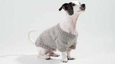 Beyaz arka planda, siyah beyaz erkek Jack Russell Terrier 'ın el yapımı gri bir süveter giyip, etrafa eğlenceli bir şekilde bakındığı bir video.