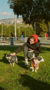 20 'li yaşlarda bir kadın, tasmalı iki Jack Russell Terrier köpeğiyle parkta geziyor ve evcil hayvanlarıyla güneşli bir günün tadını çıkarıyor.