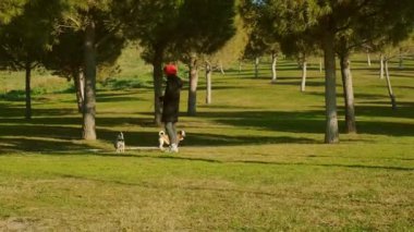20 'li yaşlarda bir kadın, tasmalı iki Jack Russell Terrier köpeğiyle parkta geziyor ve evcil hayvanlarıyla güneşli bir günün tadını çıkarıyor.