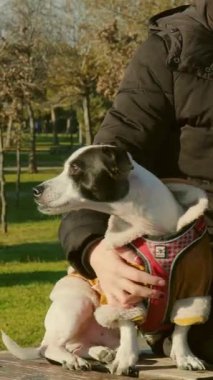 20 'li yaşlarda bir kadın parkta kucağında iki Jack Russell Teriyeri ile sonbahar güneşinin altında huzurlu bir anın tadını çıkarıyor.