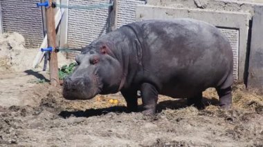 Ağır çekimde, bir su aygırı hayvanat bahçesinin zemininden yiyecek yer ve huzurlu bir ortamda büyük çenesini ve sakinliğini gösterir..