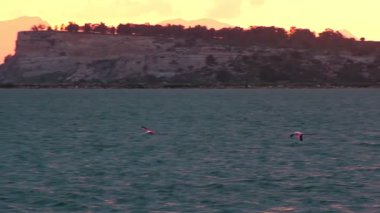 Flamingoların nefes kesici yavaş çekim videosu canlı bir günbatımı gökyüzünde zarifçe uçarak barışı ve doğal güzelliği çağrıştırıyor.