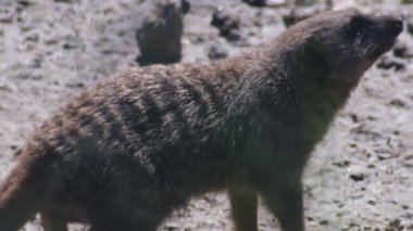 Zebra bir firavun faresi hayvanat bahçesinde yavaş çekimde yuvasına doğru koşar. Çizgili vücudu habitat boyunca hızlı ve eğlenceli bir şekilde hareket eder.
