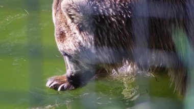 Meraklı bir boz ayı hayvanat bahçesindeki sudaki bir nesneyi keşfeder ve onunla etkileşime geçer, oyuncu ve meraklı davranışlar sergiler.