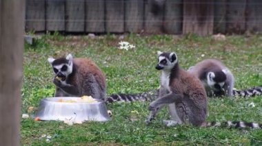 Halka kuyruklu lemurlar yiyeceklerinin tadını çıkarırlar ve hayvanat bahçelerinde eğlenceli bir şekilde etkileşime geçerler, canlı ve sevimli bir sahne yaratırlar..