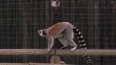 Halka kuyruklu lemurlar yiyeceklerinin tadını çıkarırlar ve hayvanat bahçelerinde eğlenceli bir şekilde etkileşime geçerler, canlı ve sevimli bir sahne yaratırlar.