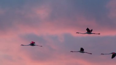 Flamingoların nefes kesici yavaş çekim videosu canlı bir günbatımı gökyüzünde zarifçe uçarak barışı ve doğal güzelliği çağrıştırıyor.