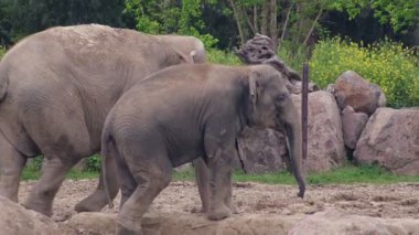 Sakin ve güçlü bir fil doğal ortamında zarafetini ve ihtişamını sergileyerek hayvanat bahçesinde gezinir.