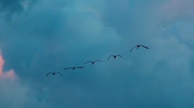 Flamingoların nefes kesici yavaş çekim videosu canlı bir günbatımı gökyüzünde zarifçe uçarak barışı ve doğal güzelliği çağrıştırıyor.