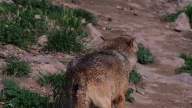 Vahşi kurtlar hayvanat bahçesinin çevresinde ağır çekimde koşuşturuyorlar güçlü adımlarını ve içgüdüsel enerjilerini sergiliyorlar..