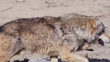 Vahşi kurtlar hayvanat bahçesinin çevresinde ağır çekimde koşuşturuyorlar güçlü adımlarını ve içgüdüsel enerjilerini sergiliyorlar..