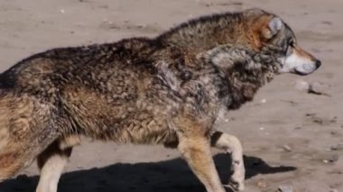 Vahşi kurtlar hayvanat bahçesinin çevresinde ağır çekimde koşuşturuyorlar güçlü adımlarını ve içgüdüsel enerjilerini sergiliyorlar..