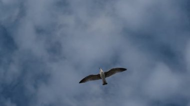 Bulutlu bir gökyüzünde yavaş çekim uçan martı sürüsü özgürlüğün ve doğanın güzelliğini yakalıyor.
