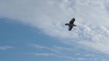 Bulutlu bir gökyüzünde yavaş çekim uçan martı sürüsü özgürlüğün ve doğanın güzelliğini yakalıyor.