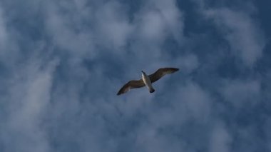 Bulutlu bir gökyüzünde yavaş çekim uçan martı sürüsü özgürlüğün ve doğanın güzelliğini yakalıyor.