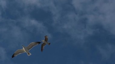 Bulutlu bir gökyüzünde yavaş çekim uçan martı sürüsü özgürlüğün ve doğanın güzelliğini yakalıyor.