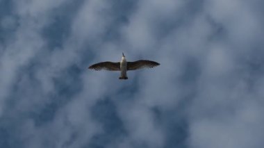 Bulutlu bir gökyüzünde yavaş çekim uçan martı sürüsü özgürlüğün ve doğanın güzelliğini yakalıyor.