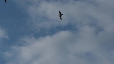 Bulutlu bir gökyüzünde yavaş çekim uçan martı sürüsü özgürlüğün ve doğanın güzelliğini yakalıyor.