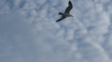 Bulutlu bir gökyüzünde yavaş çekim uçan martı sürüsü özgürlüğün ve doğanın güzelliğini yakalıyor.