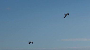 Bulutlu bir gökyüzünde yavaş çekim uçan martı sürüsü özgürlüğün ve doğanın güzelliğini yakalıyor.