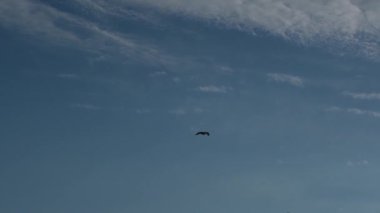 Zarif bir martı, ağır çekimde dramatik bulutlu bir gökyüzünde süzülür. Uçuşta özgürlüğü ve zarafeti yakalar.