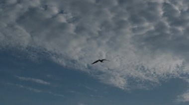 Zarif bir martı, ağır çekimde dramatik bulutlu bir gökyüzünde süzülür. Uçuşta özgürlüğü ve zarafeti yakalar.