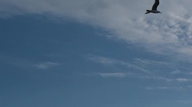 Zarif bir martı, ağır çekimde dramatik bulutlu bir gökyüzünde süzülür. Uçuşta özgürlüğü ve zarafeti yakalar.