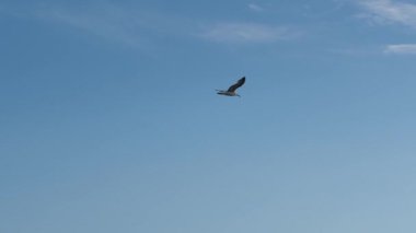 Zarif bir martı, ağır çekimde dramatik bulutlu bir gökyüzünde süzülür. Uçuşta özgürlüğü ve zarafeti yakalar.