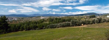 Geniş panoramik bir fotoğraf berrak gökyüzünün altında serin bir zeytin koruluğu yakalıyor ve olgun ağaçlar araziye yayılıyor..