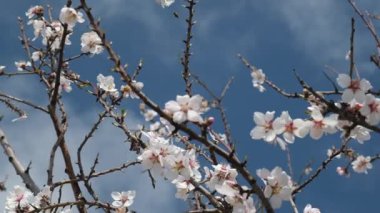 Bir arı, meyve ağacındaki beyaz çiçeklerin polenlerini yavaş çekimde toplar. Hassas hareketleri ve ilkbahar güzelliklerini yakalar.