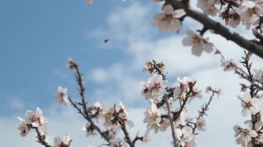 Bir arı, meyve ağacındaki beyaz çiçeklerin polenlerini yavaş çekimde toplar. Hassas hareketleri ve ilkbahar güzelliklerini yakalar.