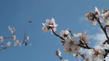 Bir arı, meyve ağacındaki beyaz çiçeklerin polenlerini yavaş çekimde toplar. Hassas hareketleri ve ilkbahar güzelliklerini yakalar.