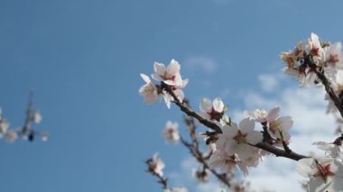Bir arı, meyve ağacındaki beyaz çiçeklerin polenlerini yavaş çekimde toplar. Hassas hareketleri ve ilkbahar güzelliklerini yakalar.