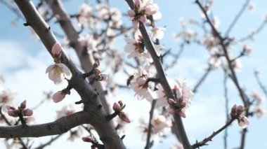 Bir arı, meyve ağacındaki beyaz çiçeklerin polenlerini yavaş çekimde toplar. Hassas hareketleri ve ilkbahar güzelliklerini yakalar.