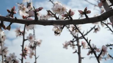 Bir arı, meyve ağacındaki beyaz çiçeklerin polenlerini yavaş çekimde toplar. Hassas hareketleri ve ilkbahar güzelliklerini yakalar.