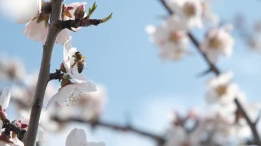 Bir arı, meyve ağacındaki beyaz çiçeklerin polenlerini yavaş çekimde toplar. Hassas hareketleri ve ilkbahar güzelliklerini yakalar.